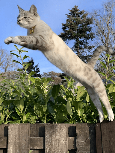 I Need a Better Cat Fence!