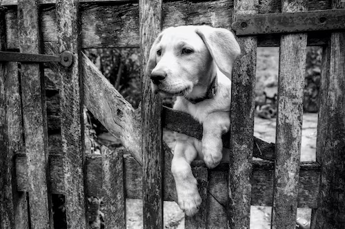 Alternatives to dog fence Bunnings