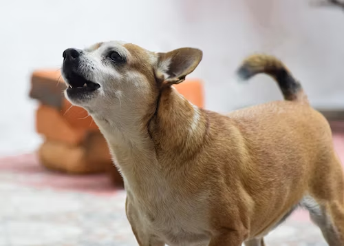 Do anti barking collars correct attention seeking barking?