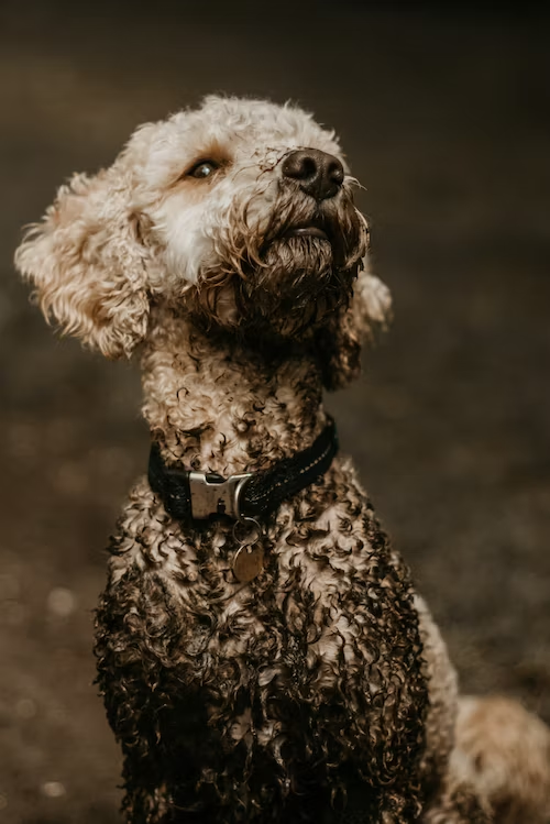 “I’ve been digging under the Dog Fence From Bunnings.”