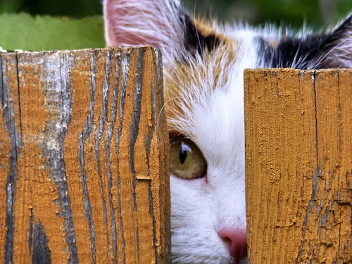 Cat Containment System