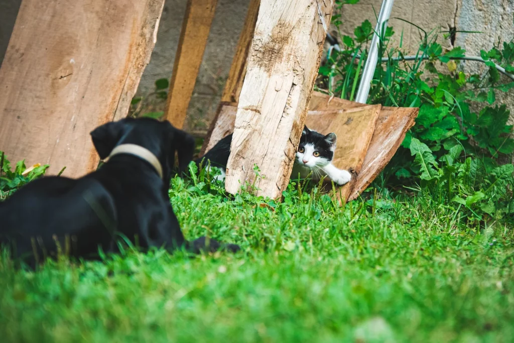 Bark Collar
