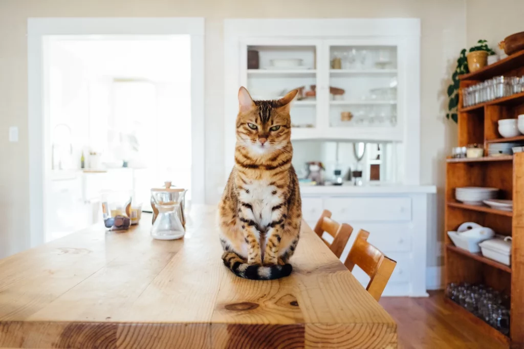 Cat Shock Collar for indoor use