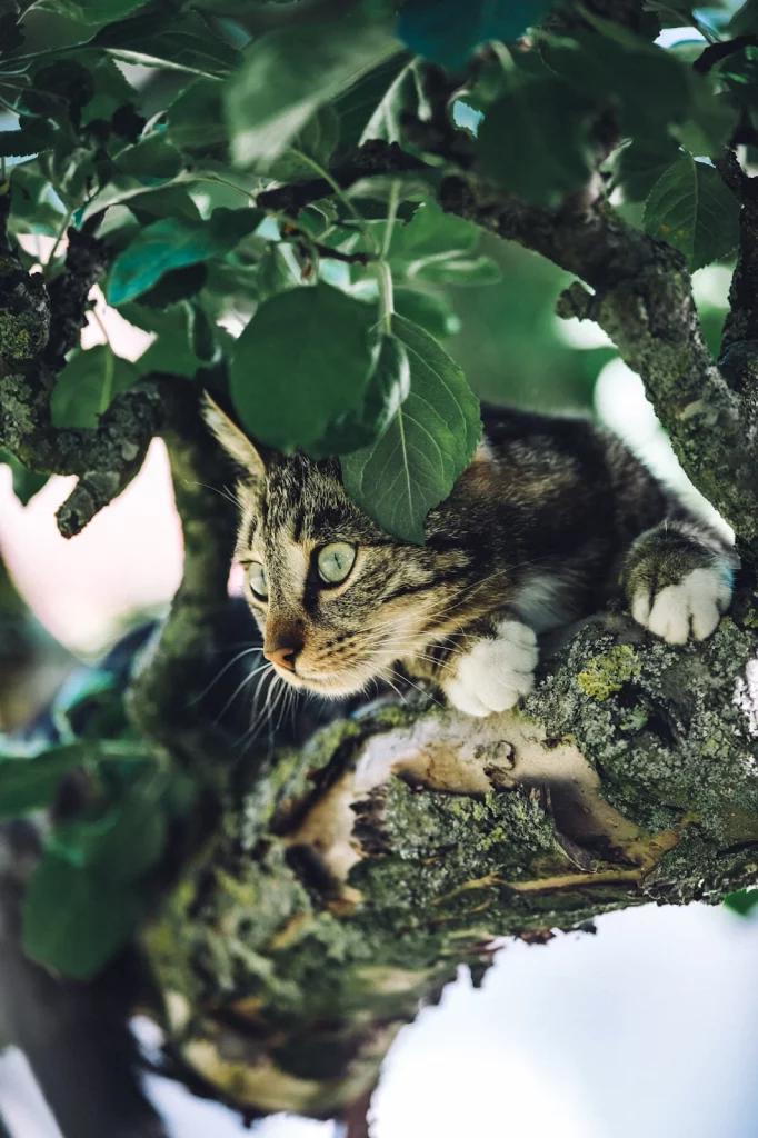Cat shock collar for outdoor use
