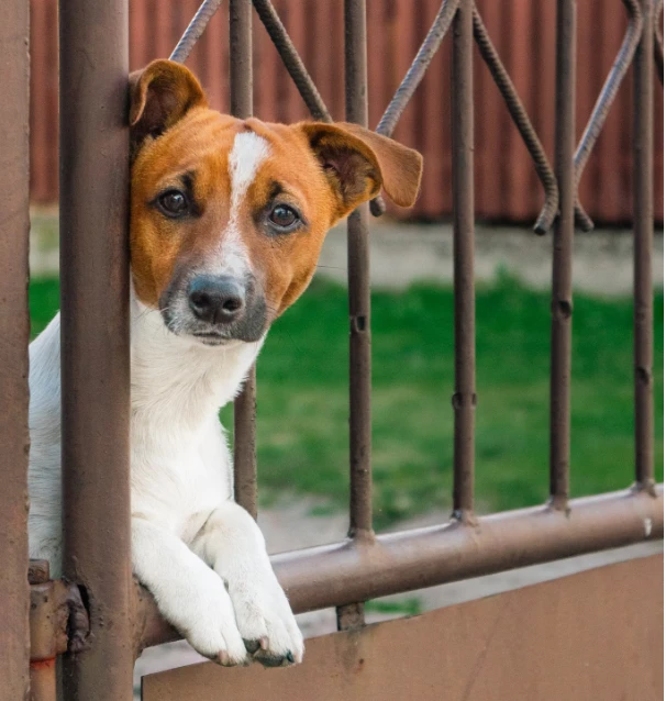 Electronic Dog Fence