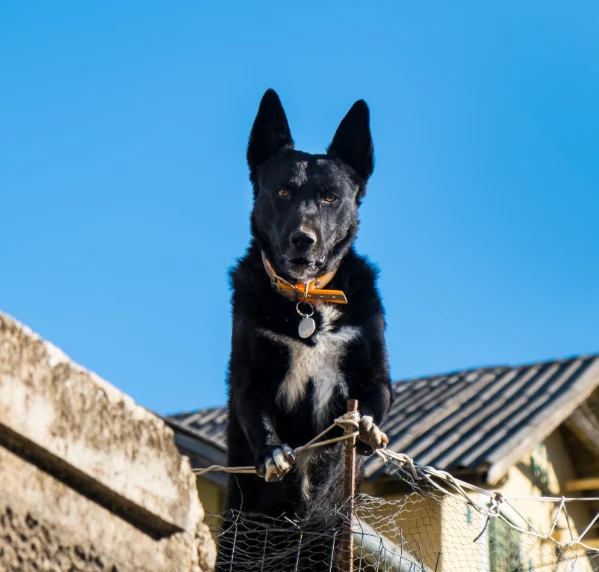 Dog Fence
