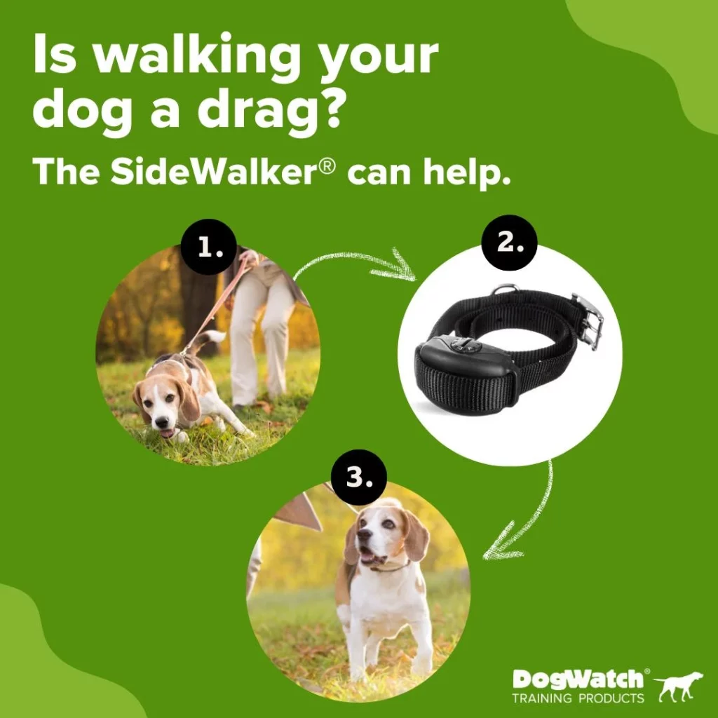 dog collars New Zealand