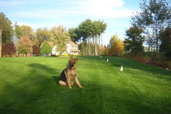 Electronic Dog Fence